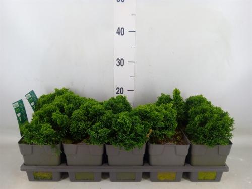 Chamaecyparis obtusa 'Nana Gracilis'