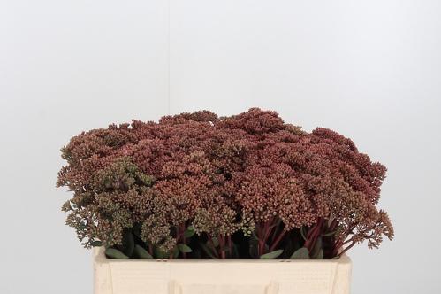 Sedum 'Matrona' 