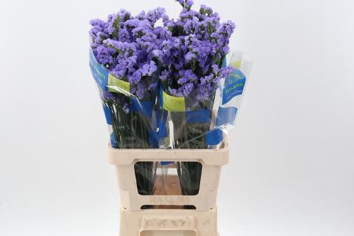Limonium sinuatum 'Crystal Sky Blue'