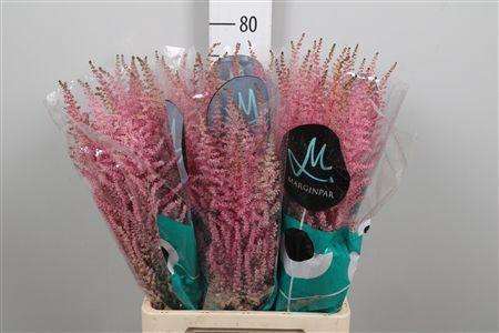 Astilbe Arendsii Grp 'Erika'