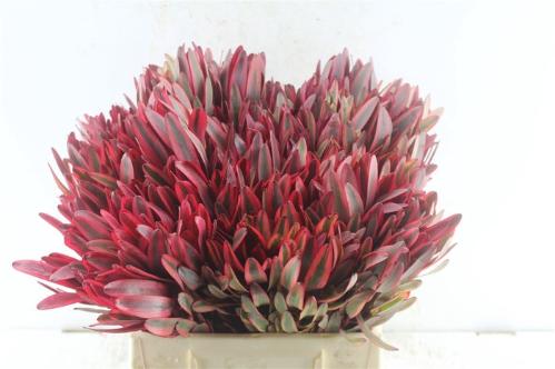 Leucadendron 'Jester'