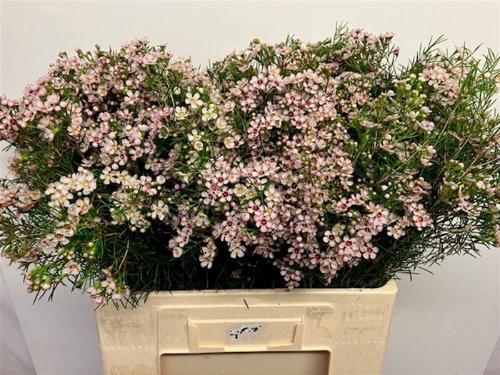 Chamelaucium uncinatum 'Dori'