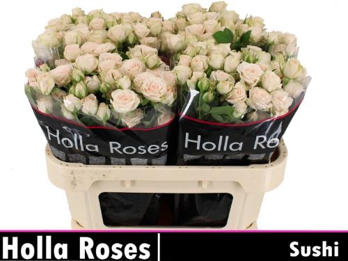 Rosa tros Sushi
