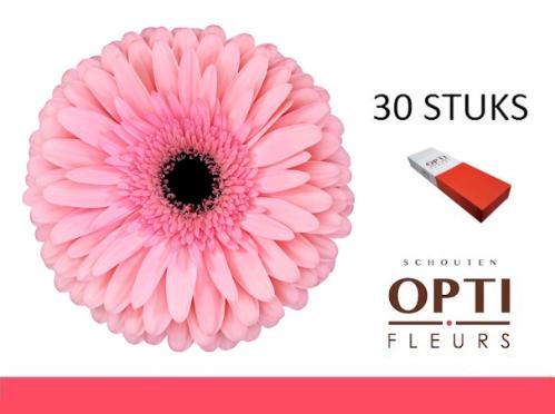 Gerbera grootbloemig Estrella