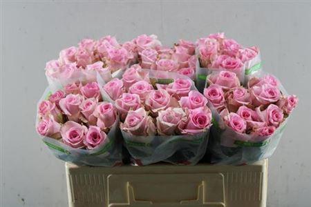 Rosa grootbloemig Jessika