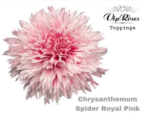 Chrysanthemum geplozen kas kleurbehandeld H%