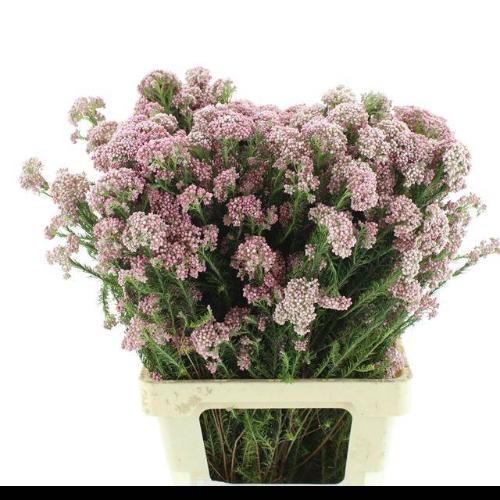 Ozothamnus 'Cooks Tall Pink'