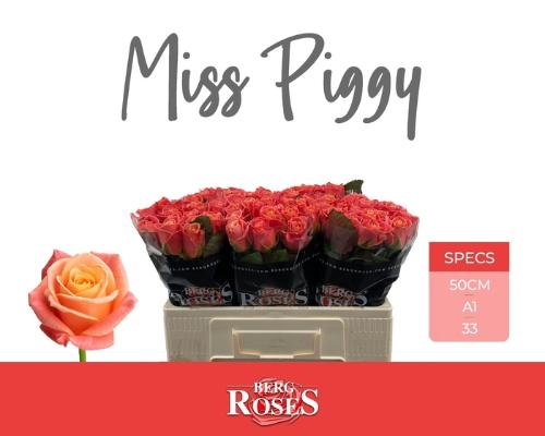 Rosa grootbloemig Miss Piggy+