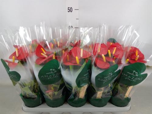 Anthurium Andreanum Grp Aristo