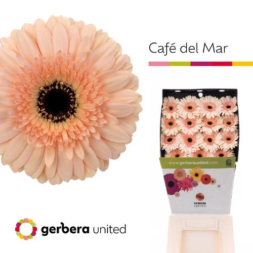 Gerbera grootbloemig 'Cafe del Mar'