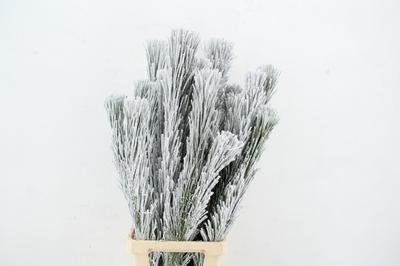 Decoratiegroen kleurbehandeld H%