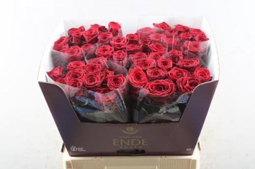 Rosa grootbloemig Red Naomi!