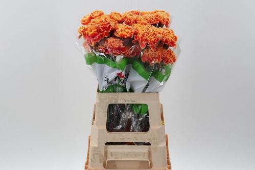 Dianthus standaard kleurbehandeld H%