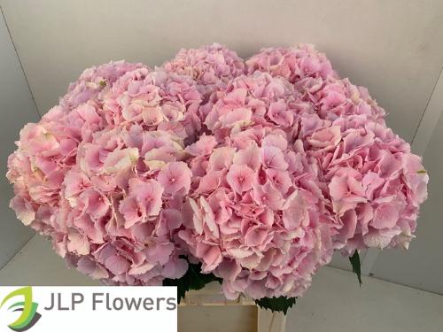 Hydrangea macrophylla 'Verena'