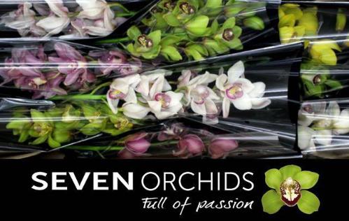 Cymbidium grootbloemig per tak gemengd