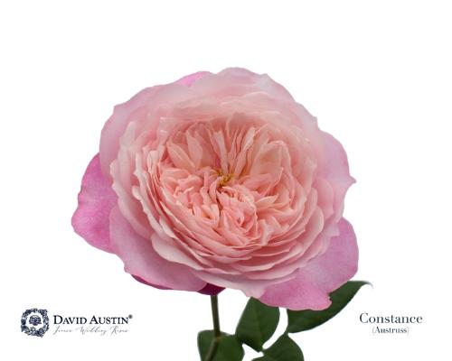 Rosa grootbloemig David Austin Constance