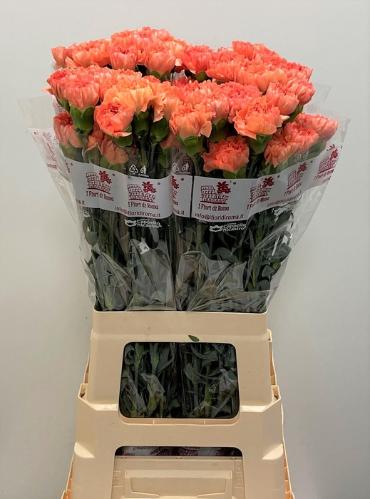 Dianthus standaard 'Megan'