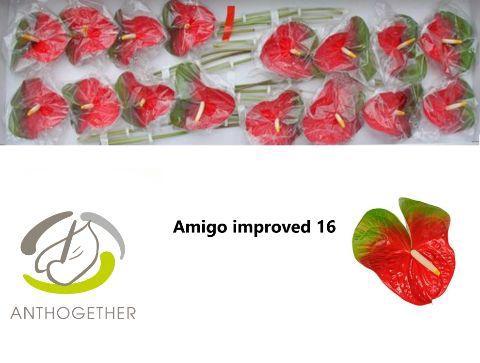 Anthurium Andreanum Grp Amigo Improved