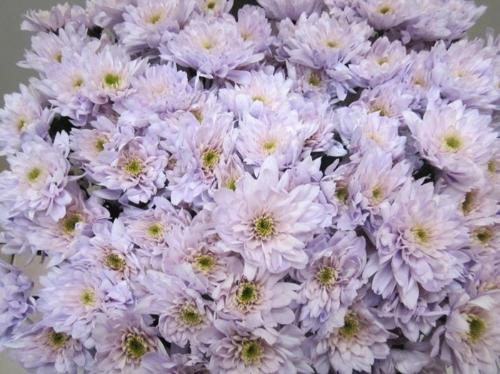 Chrysanthemum Indicum Grp tros kas kleurbehandeld H%