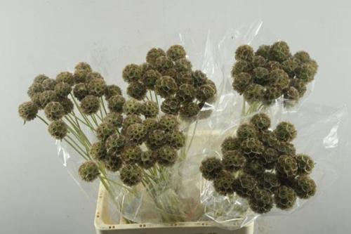 Scabiosa stellata ( zaaddoos)