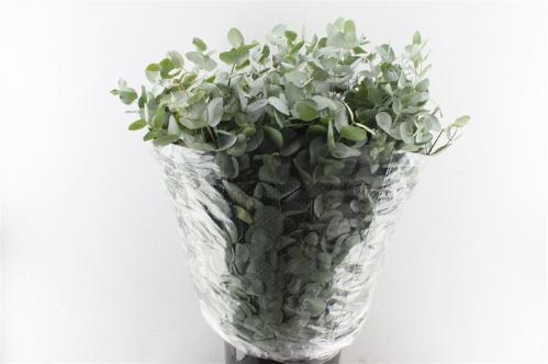 Eucalyptus per bos cinerea