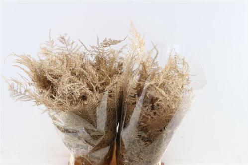 Asparagus overig kleurbehandeld H%