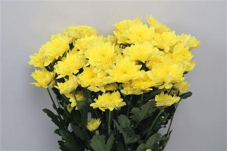 Chrysanthemum (Indicum Grp) tros Pastela Sunny