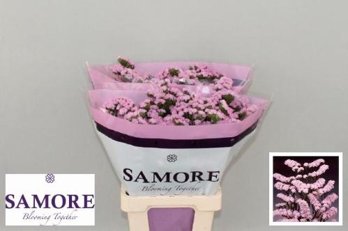 Limonium sinuatum Rosella Sun Birds