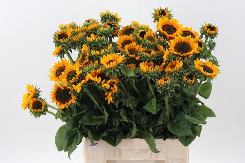 Helianthus annuus 'Sonja'