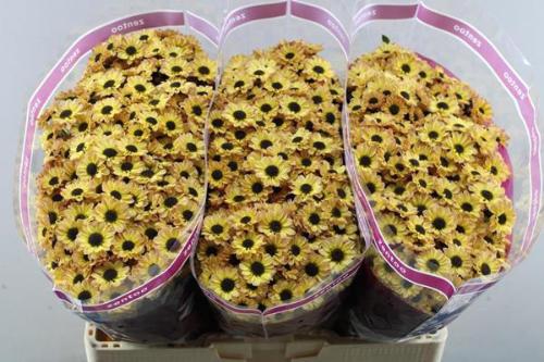 Chrysanthemum (Indicum Grp) tros santini Yin Yang Golden