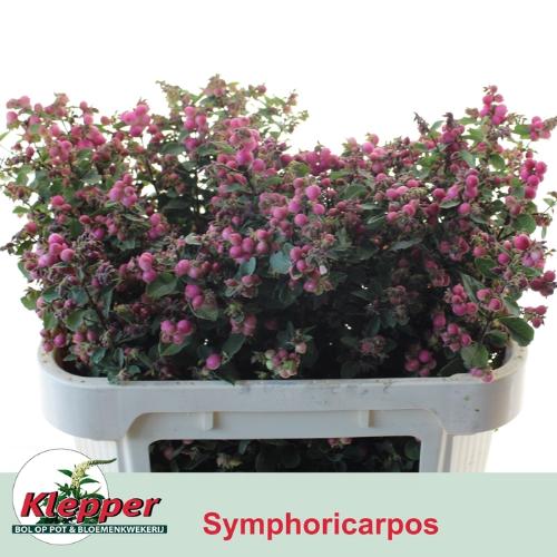 Symphoricarpos (Pink Berry Grp) Magical Ruby Falls