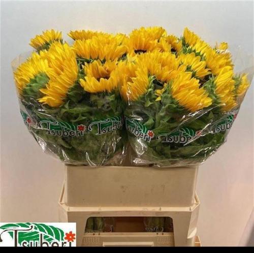 Helianthus annuus 'Orange Fire'