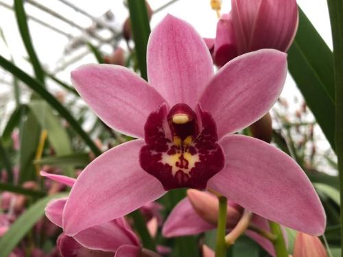 Cymbidium mini 'Stanleyflor'