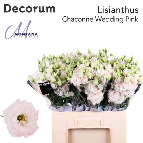 Eustoma russellianum gevuldbloemig 'Chaconne Wedding Pink'