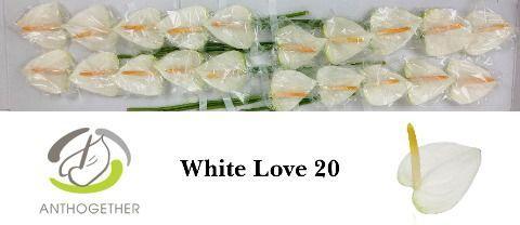 Anthurium (Andreanum Grp) White Love