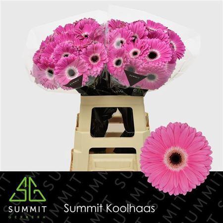 Gerbera grootbloemig 'Dreamer'