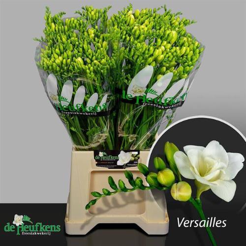 Freesia dubbelbloemig Versailles