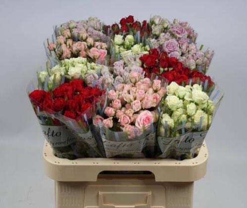 Rosa tros gemengd in fust