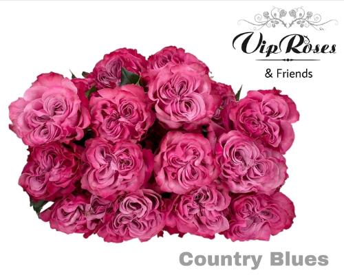 Rosa grootbloemig Country Spirit Blues