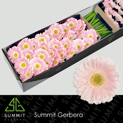 Gerbera mini Crespo