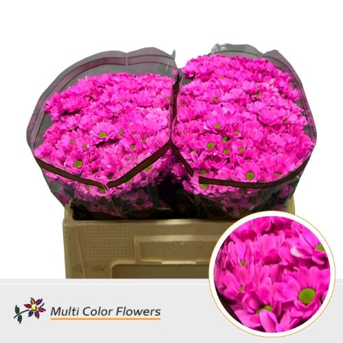 Chrysanthemum (Indicum Grp) tros santini  AAA Bowie kleurbehandeld H%