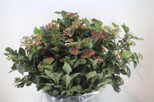 Viburnum tinus per stuk overig