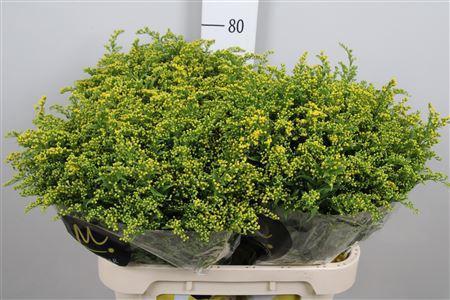 Solidago Carzan Glory