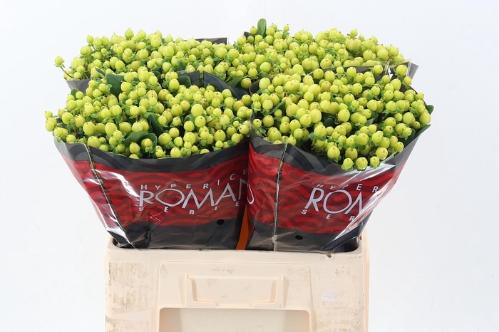 Hypericum androsaemum Jungle Romance