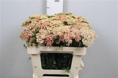 Achillea millefolium 'Lachssch