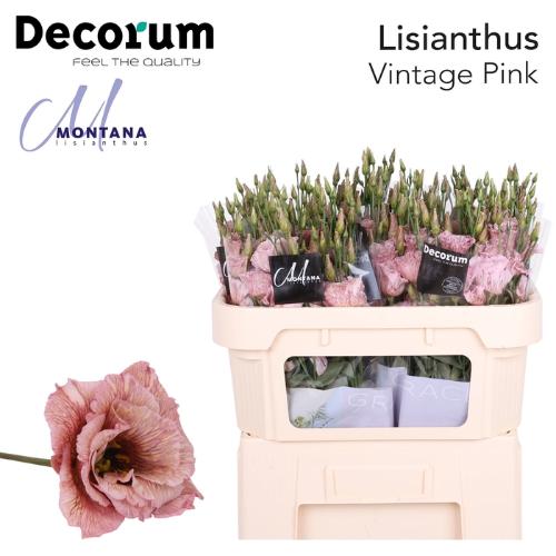 Eustoma russellianum gevuldbloemig overig