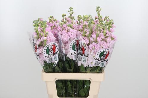 Matthiola incana 'Iron Cherry Blossom'