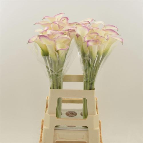 Zantedeschia 'Call Mario'