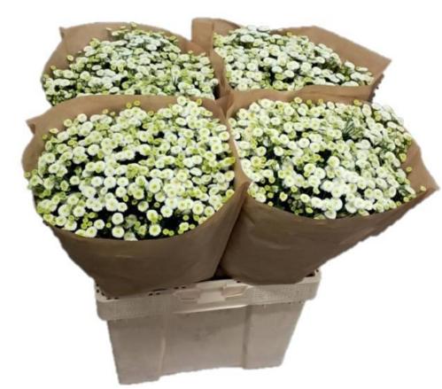 Tanacetum parthenium 'Rio'