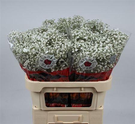 Gypsophila paniculata Xlence